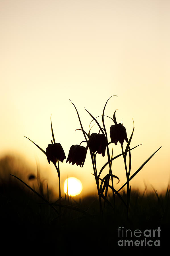 Spring Photograph - Snakes head fritillary flowers at sunset by Tim Gainey