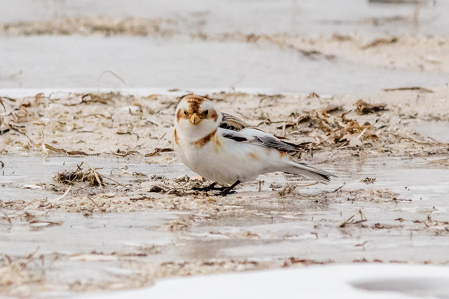 Snow Bunting #2 Photograph by SAURAVphoto Online Store