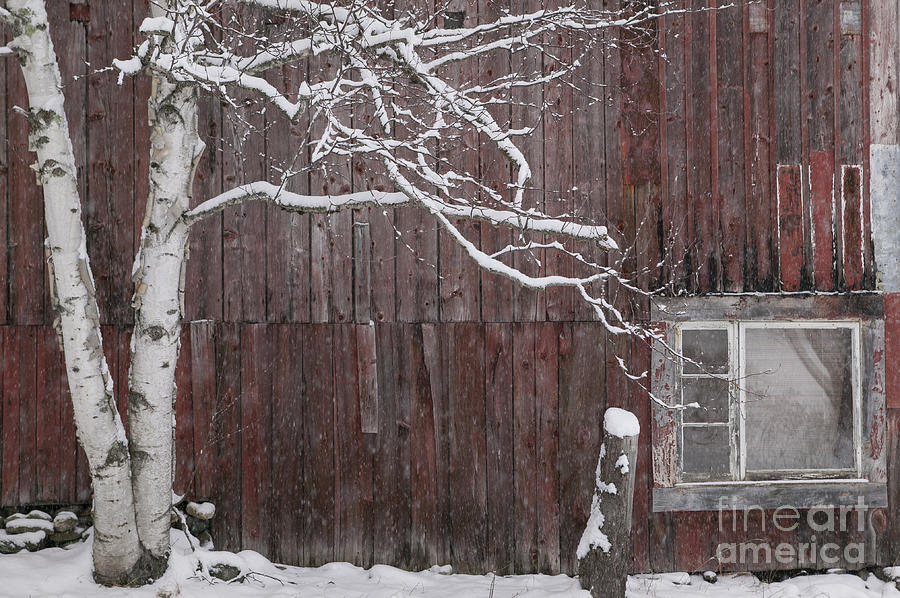 Architecture Photograph - Snow covered birch tree and a red barn. #2 by Don Landwehrle