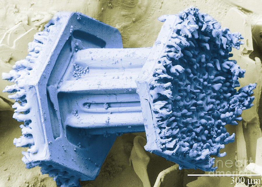 Snow Crystal, Graupel, Lt-sem #2 Photograph by Science Source