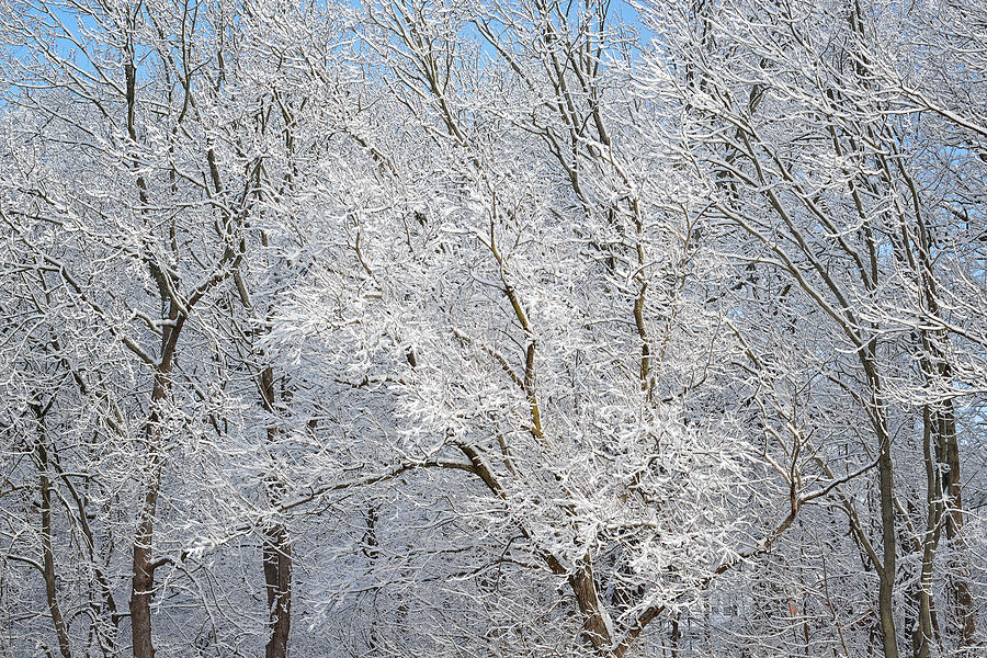 Snow Flocked Trees Photograph