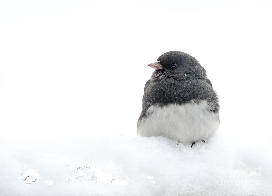 Snow Junco #2 Photograph by Cheryl Baxter