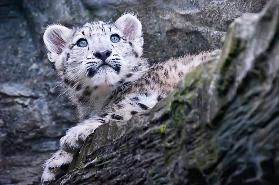 Snow Leopard Cub #2 Photograph by Chris Boulton