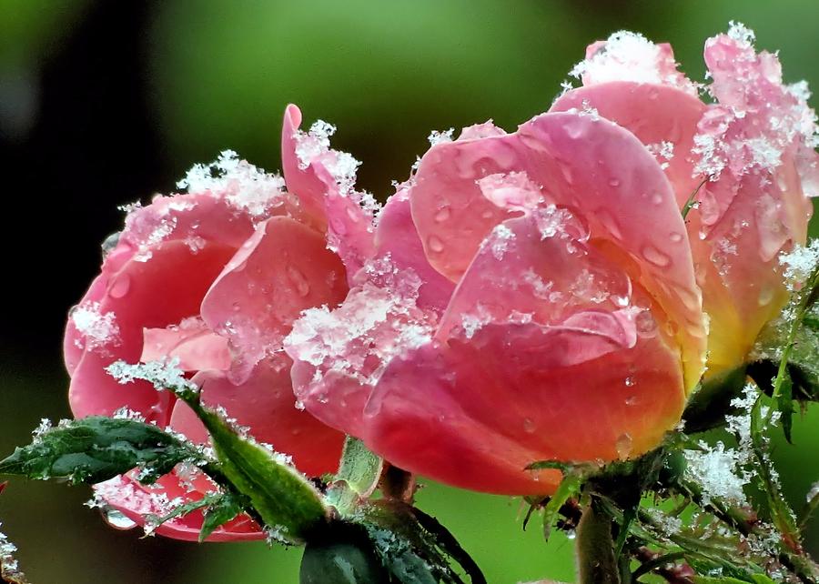 Snow on Roses Photograph by Janice Drew