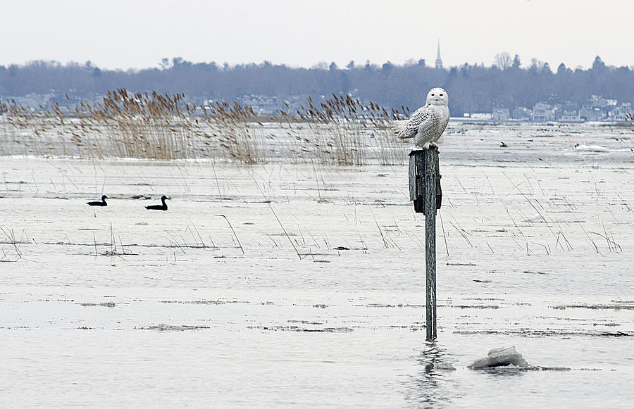 Snow Owl #2 Photograph by Rick Mosher