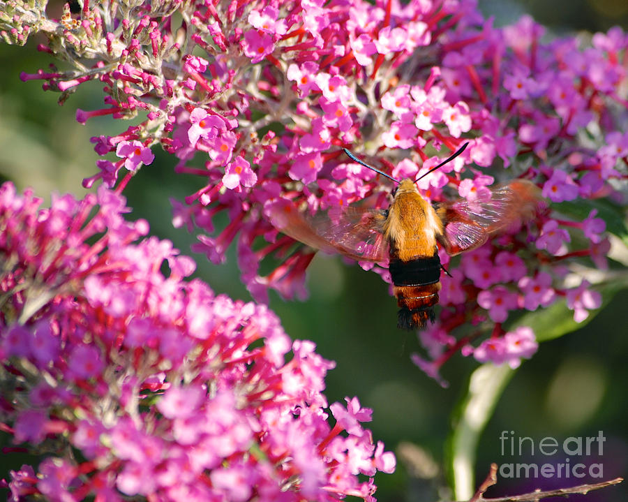 Snowberry Clearwing Hummingbird Moth #2 Photograph by Mark Dodd