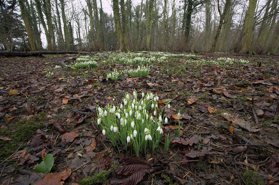 Snowdrops #2 Photograph by Simon Booth/science Photo Library