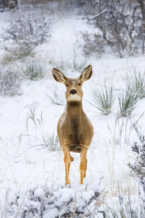Snowstorm Deer Photograph
