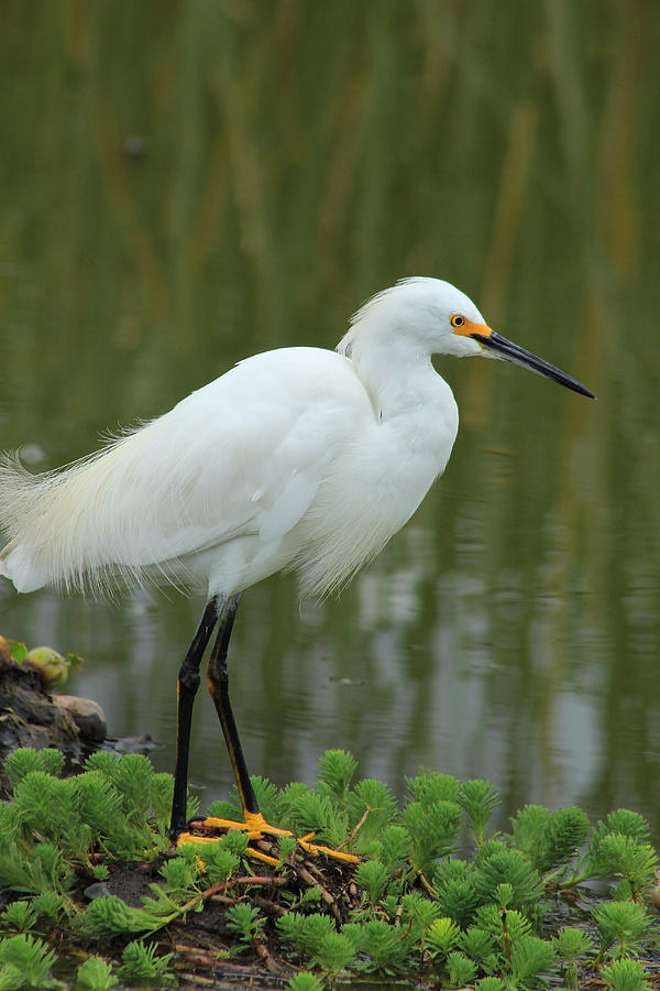 Snowy Egret in a Lake Photograph by Robert Hamm - Fine Art America