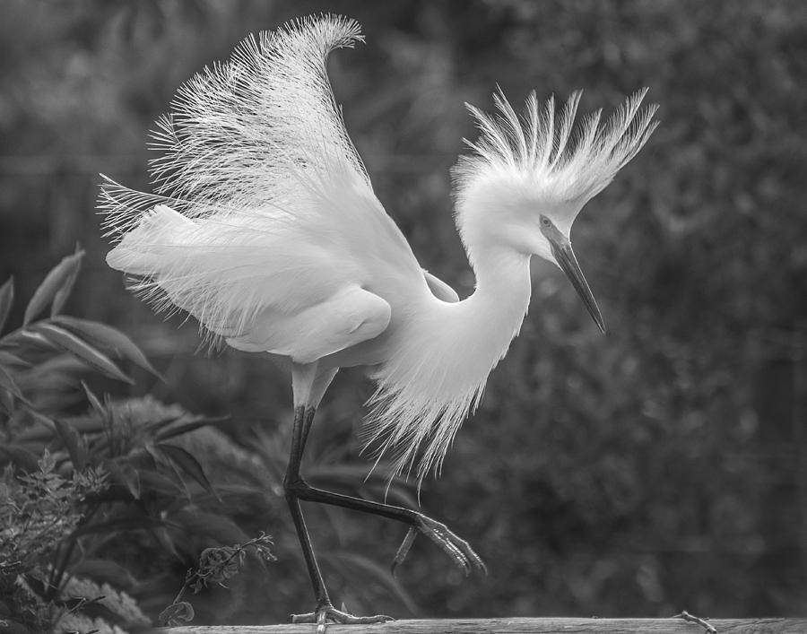 Snowy Egret Photograph By Jim Rettker 