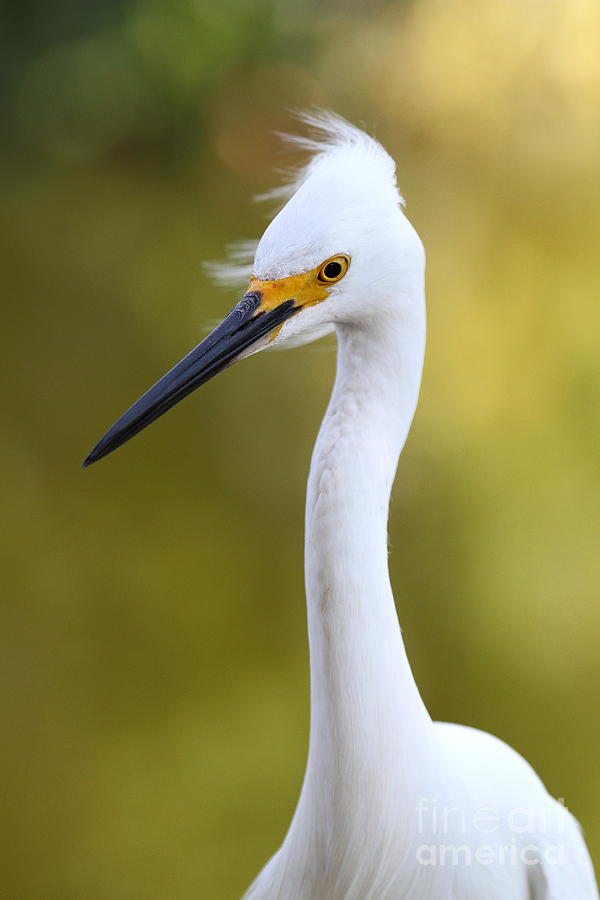 Bird Photograph - Snowy Egret #2 by Ken Keener