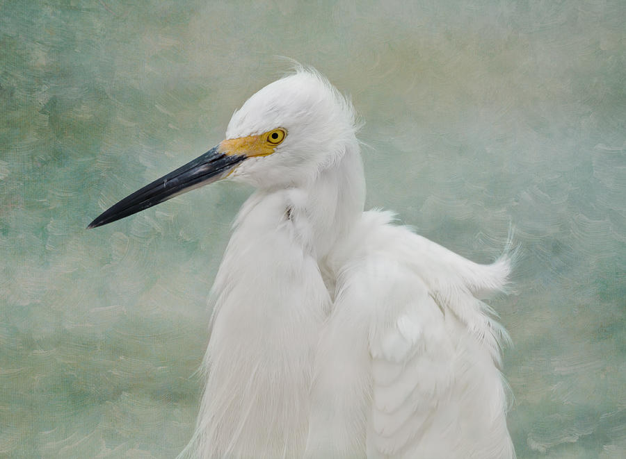Egret Photograph - Snowy Egret  #3 by Kim Hojnacki