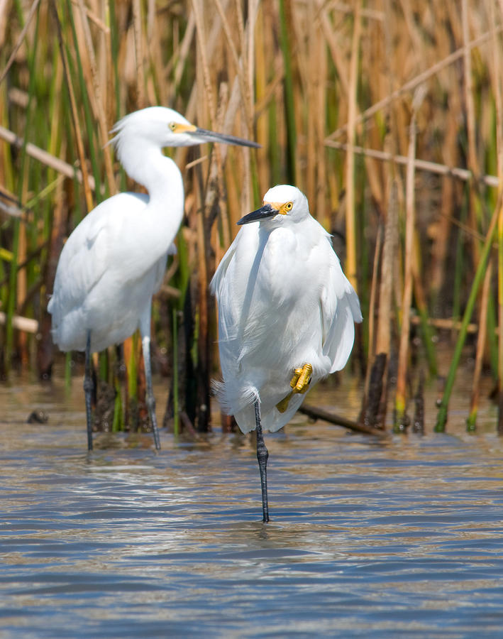 Snowy Egrets #2 Photograph by Gerald DeBoer