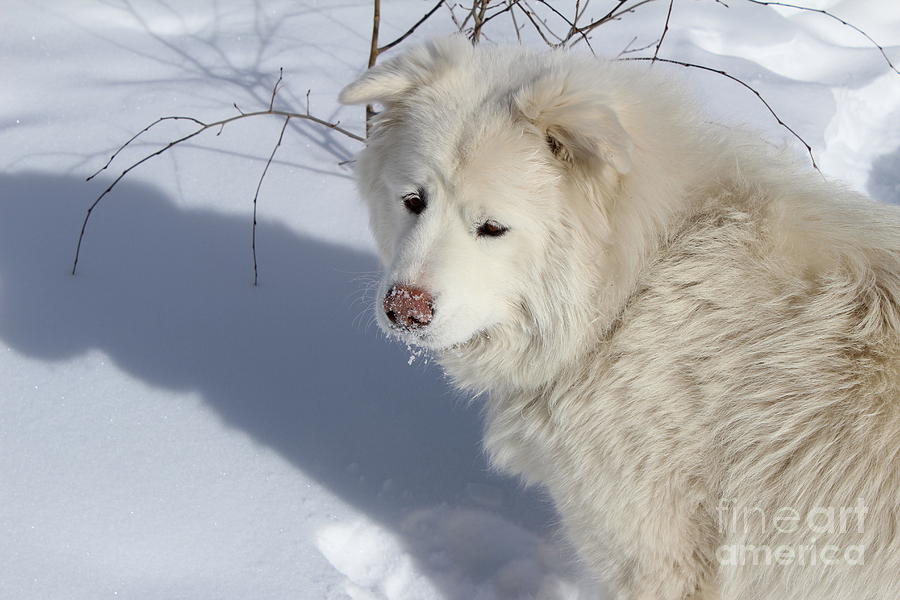 Dog Photograph - Snowy Nose #2 by Fiona Kennard