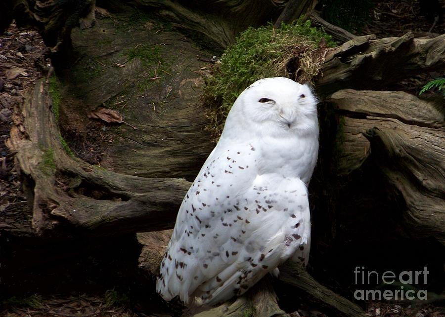 Snowy Owl Photograph by Charles Robinson