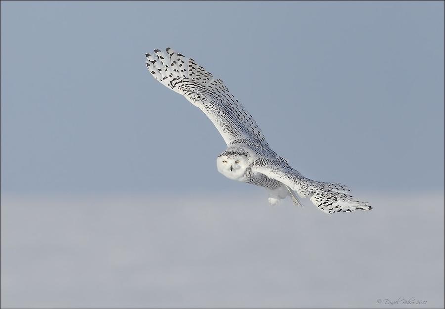 Snowy Owl #2 Photograph by Daniel Behm