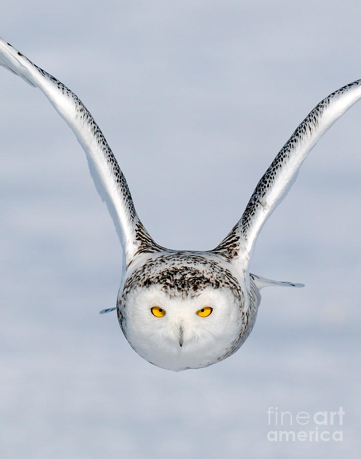 Snowy Owl Incoming #3 Photograph by Scott Linstead
