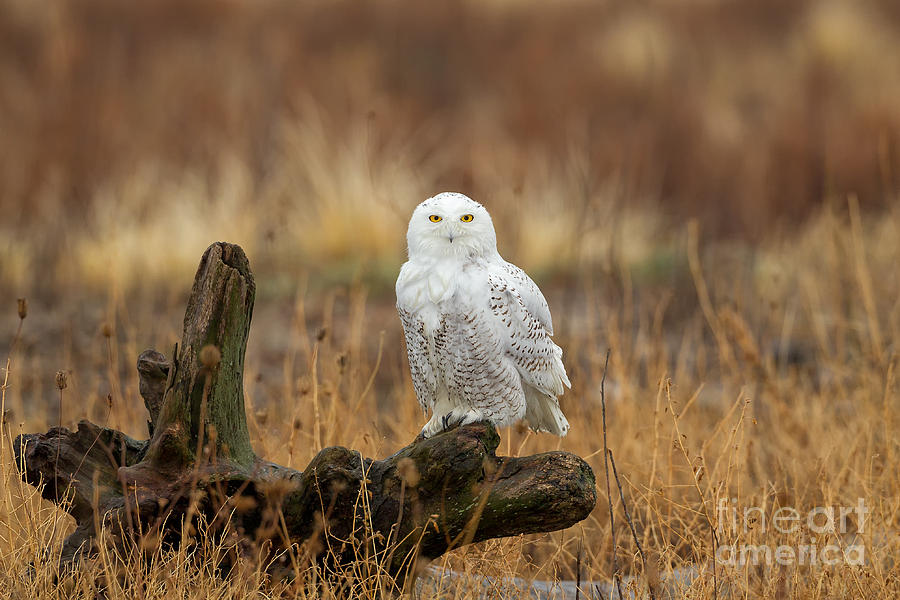 Bubo Scandiacus Photograph - Snowy Owl by Joshua Clark Bubo Scandiacus Photograph - Snowy Owl by Joshua Clark