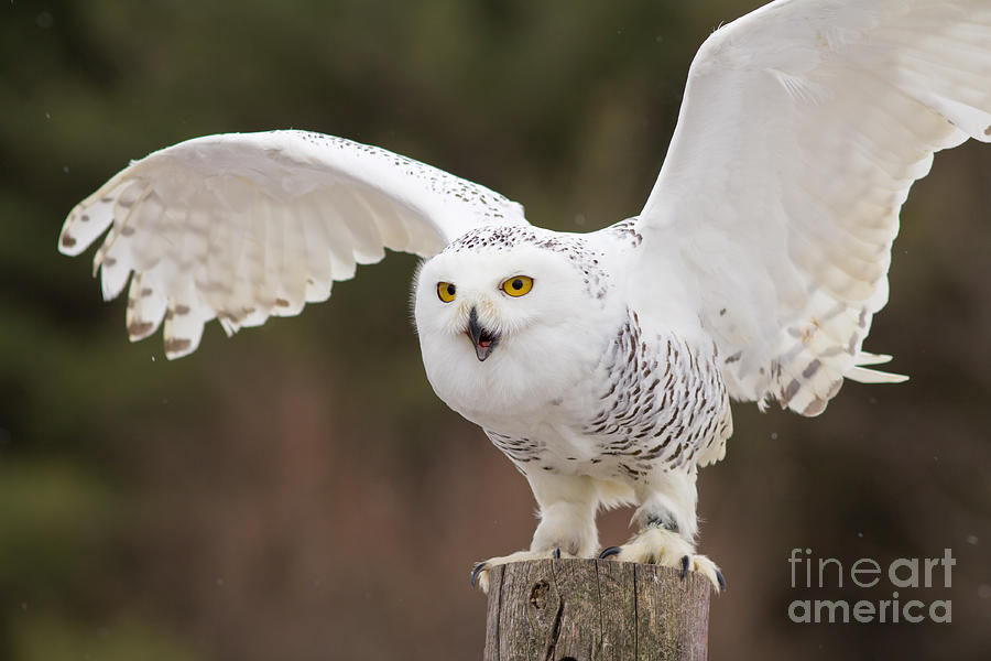 Snowy Owl #2 Photograph by Les Palenik