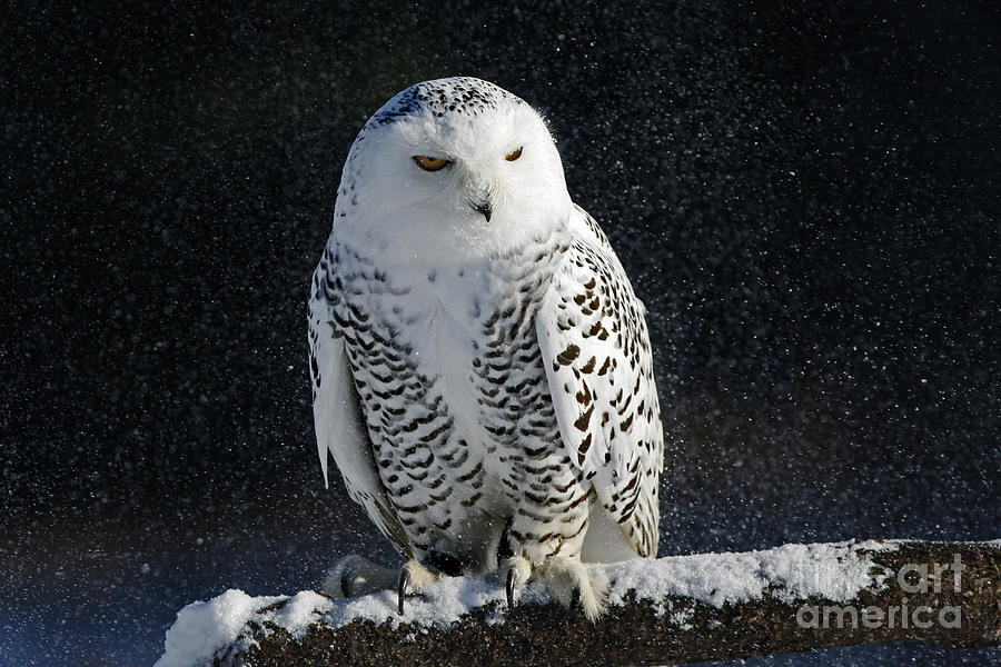 Owl Photograph - Snowy Owl on a Twilight Winter Night #2 by Inspired Nature Photography Fine Art Photography