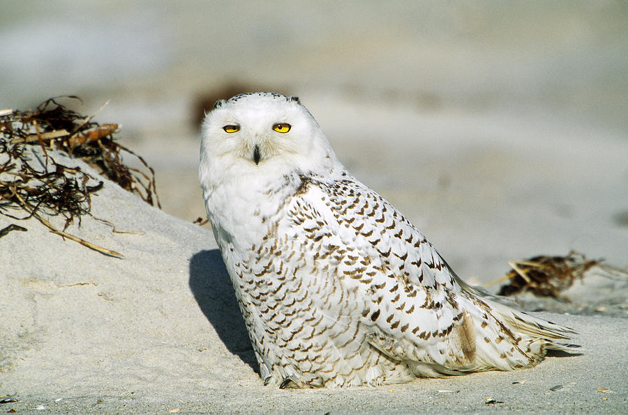 Snowy Owl #2 Photograph by Paul J. Fusco