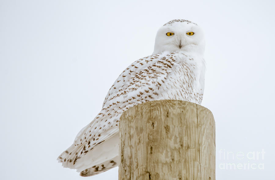 Snowy Owl Perfection #2 Photograph by Cheryl Baxter