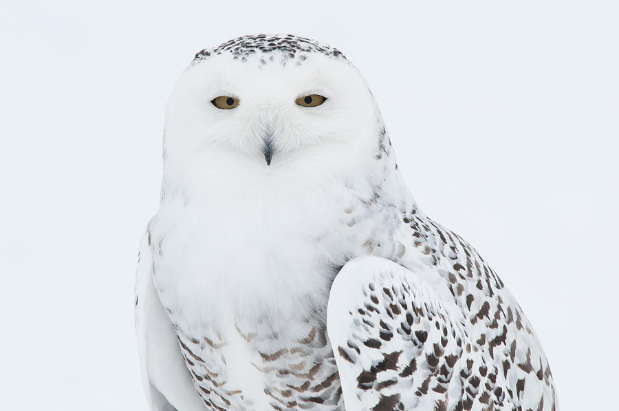 Snowy Owl Standing On Snow Photograph by Bruce Lichtenberger | Fine Art ...