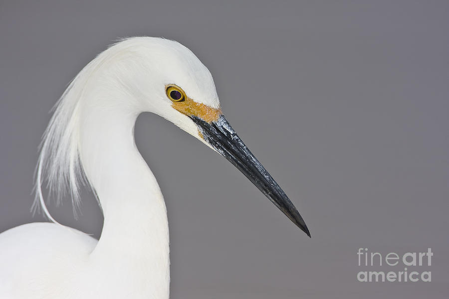 Snowy Egret Portrait Photograph by Bryan Keil
