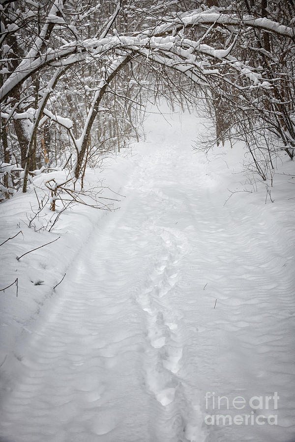 Snowy winter path in forest 2 Photograph by Elena Elisseeva