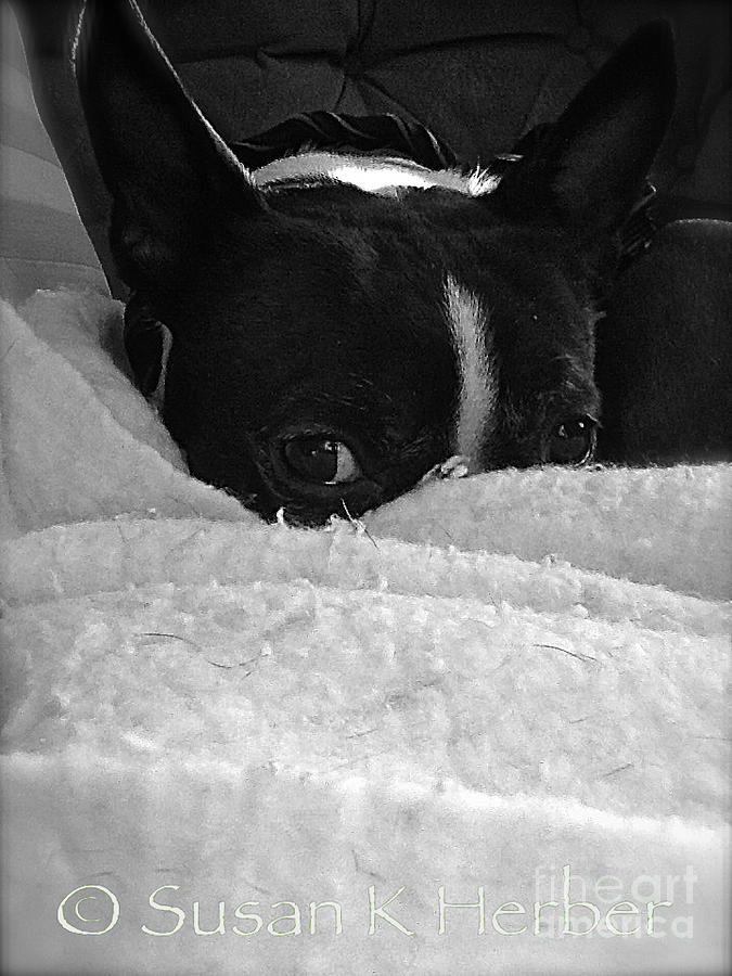 Snuggler #2 Photograph by Susan Herber