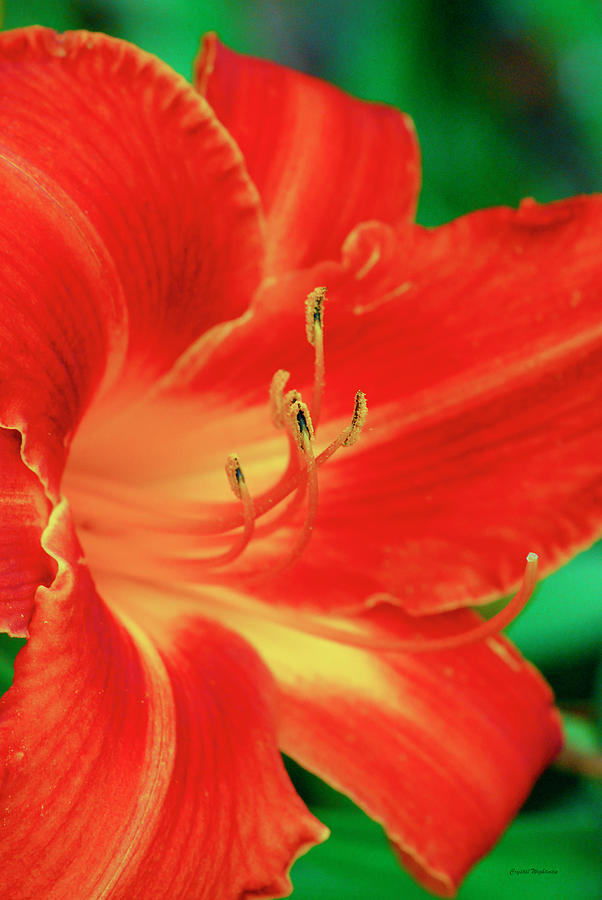 Red, Orange And Yellow Lily Digital Art