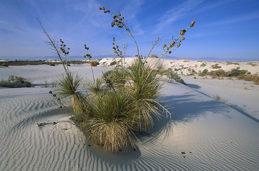 Soaptree Yucca In Gypsum Dunes White Photograph by Konrad Wothe