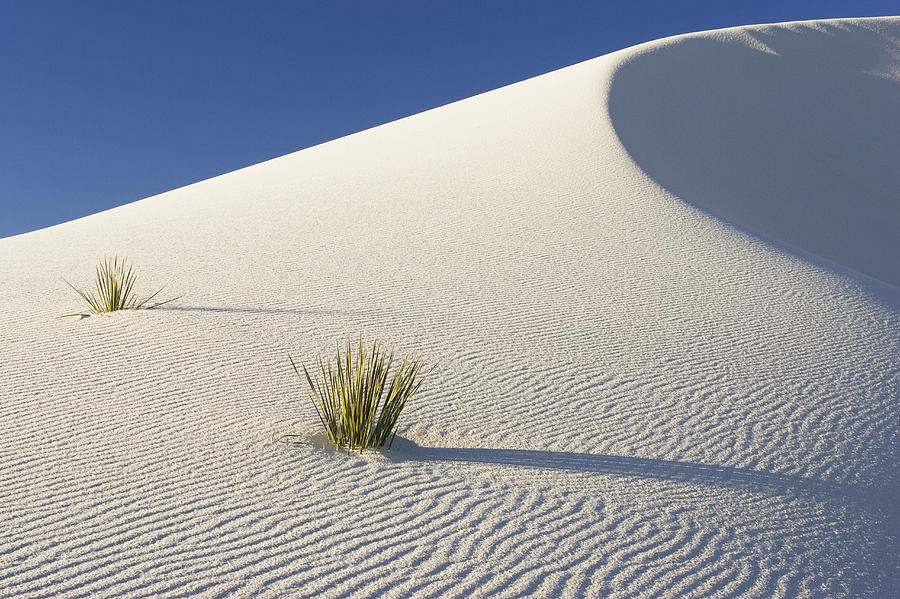 Soaptree Yucca In Gypsum Sand White Photograph by Konrad Wothe