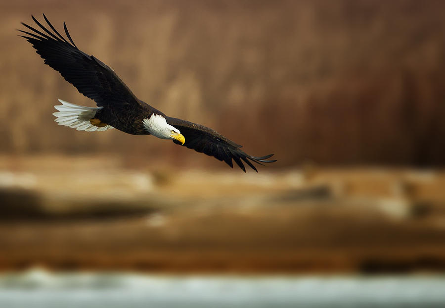 Soaring Bald Eagle #1 Photograph by Al  Mueller