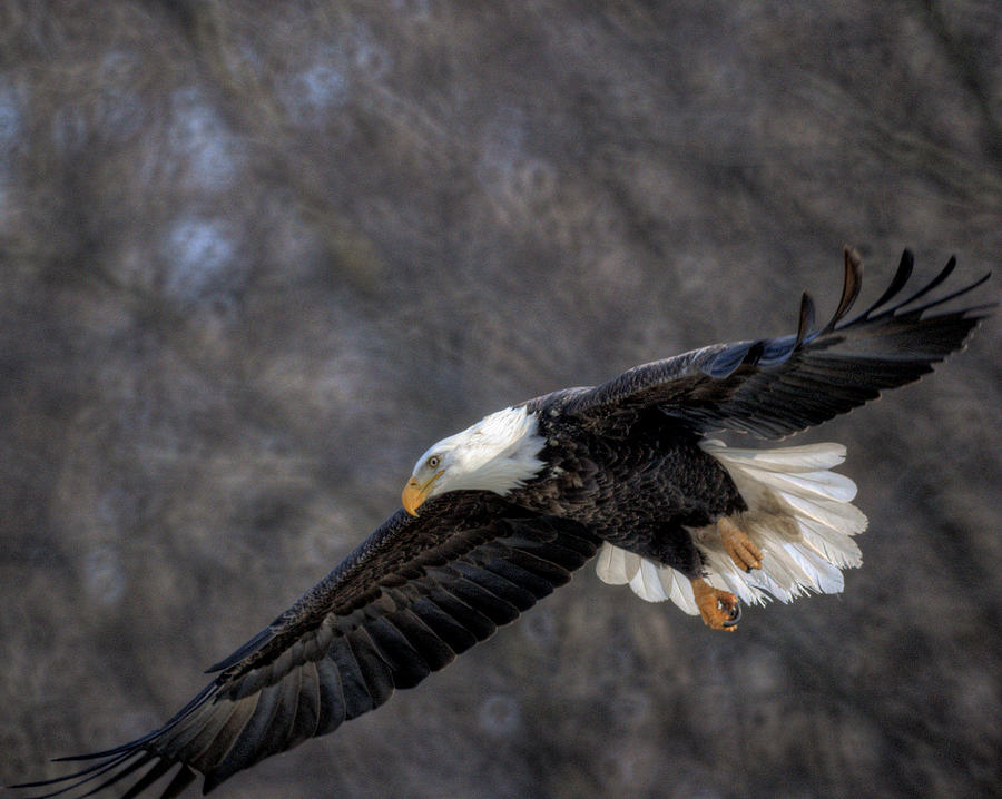 Soaring Eagle #2 Photograph by Jamieson Brown