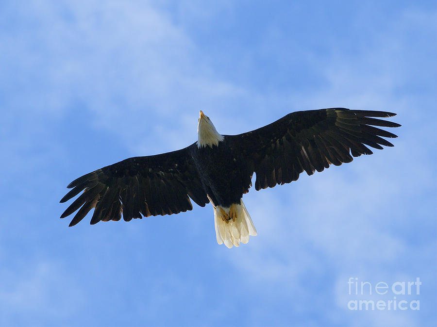 Eagle Photograph - Soaring High 2 HDR #2 by Sharon Talson
