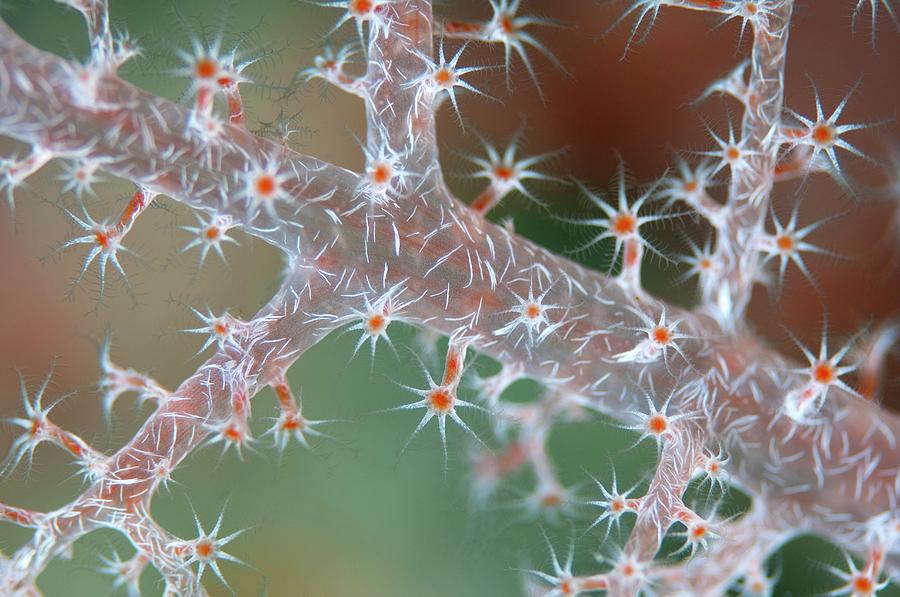 Soft Coral Polyps #2 Photograph by Scubazoo/science Photo Library