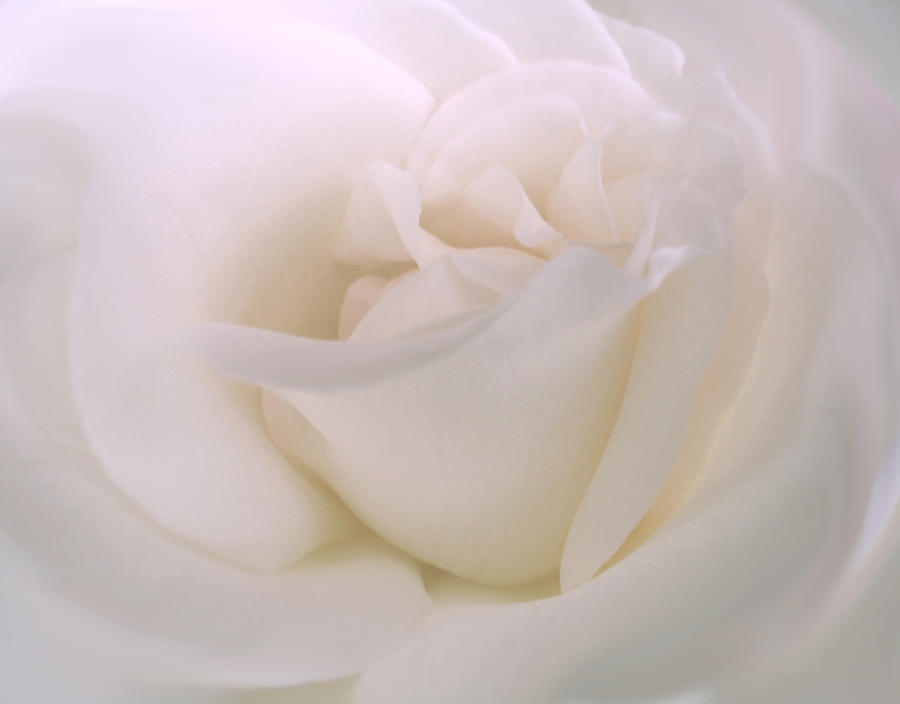 Nature Photograph - Softness of a White Rose Flower by Jennie Marie Schell