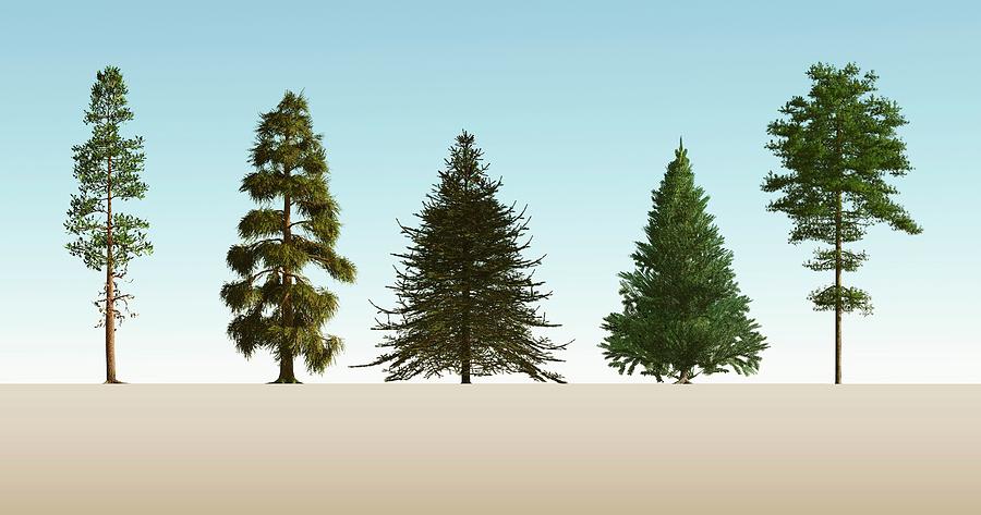 Nobody Photograph - Softwood Trees by Mikkel Juul Jensen Nobody Photograph - Softwood Trees by Mikkel Juul Jensen