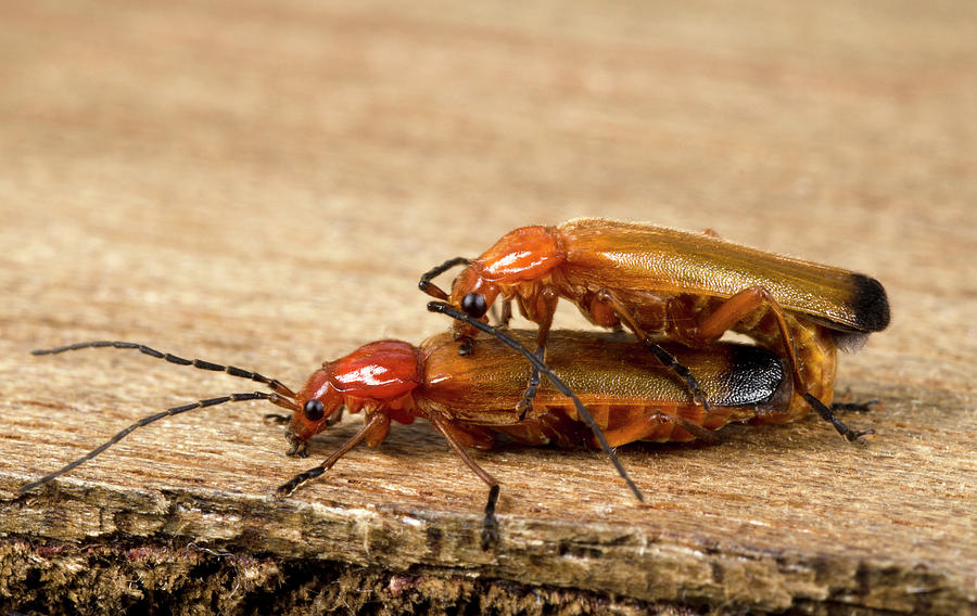 Insects Photograph - Soldier Beetles Mating #2 by Nigel Downer