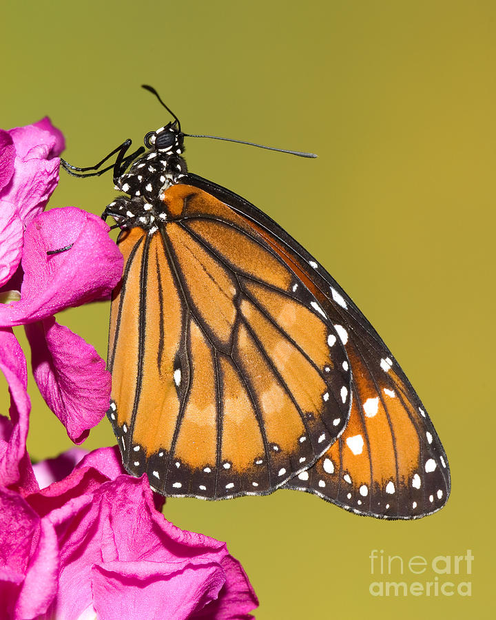 Soldier Butterfly Danaus Eresimus #2 Photograph by Millard H. Sharp