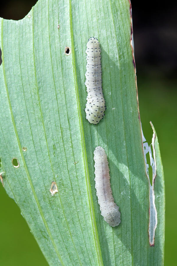 Solomons Seal Sawfly #2 Photograph by Geoff Kidd/science Photo Library