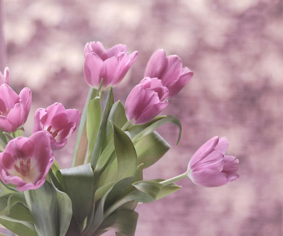 Tulip Photograph - Song of Spring #1 by Kim Hojnacki