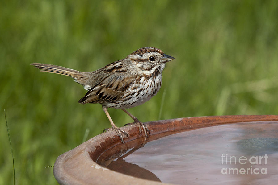 Song Sparrow Photograph by Linda Freshwaters Arndt
