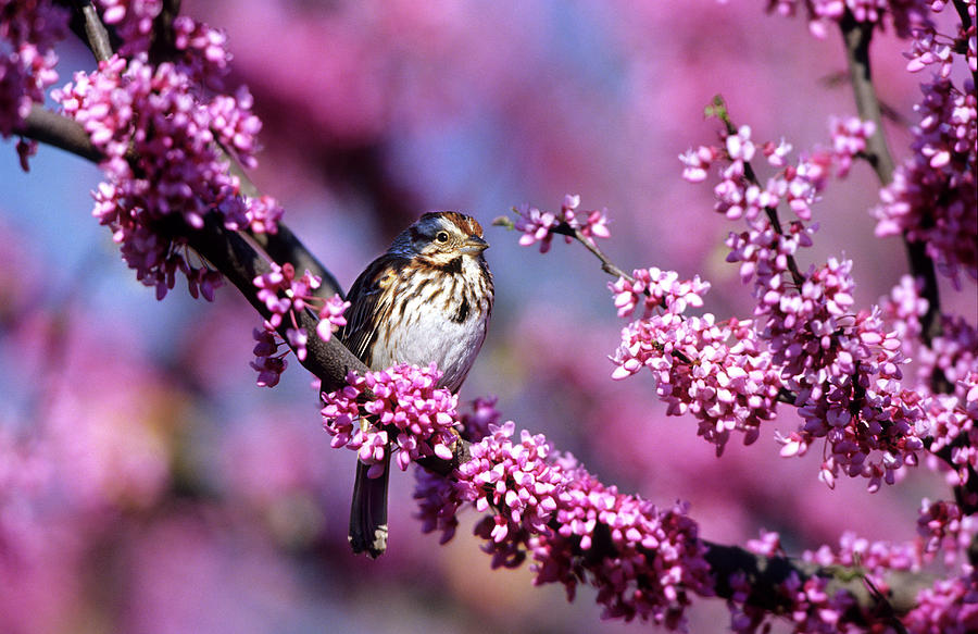 Sparrow Photograph - Song Sparrow (melospiza Melodia #2 by Richard and Susan Day
