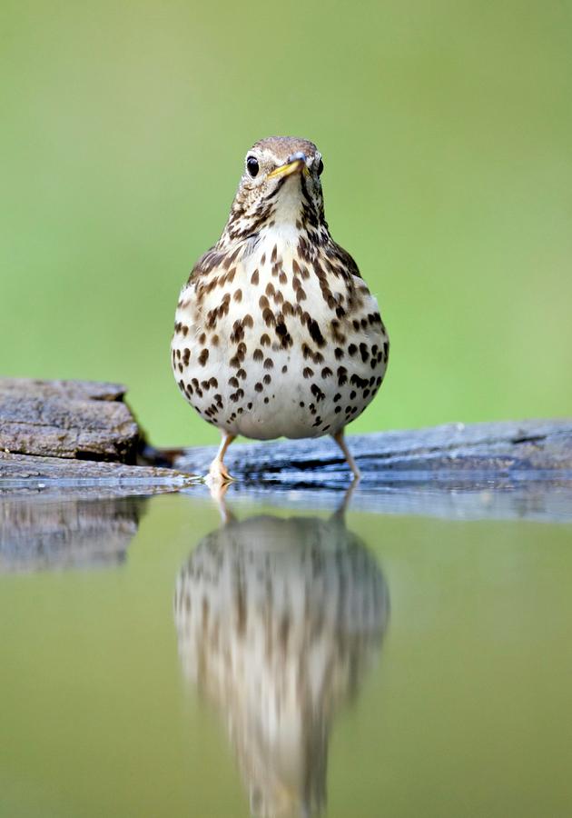 Spring Photograph - Song Thrush #2 by John Devries/science Photo Library