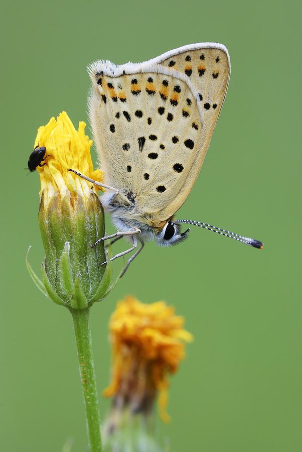 Sooty copper butterfly Photograph by Science Photo Library | Fine Art ...