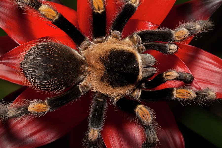 Spider Photograph - South America, Mexico #2 by Jaynes Gallery
