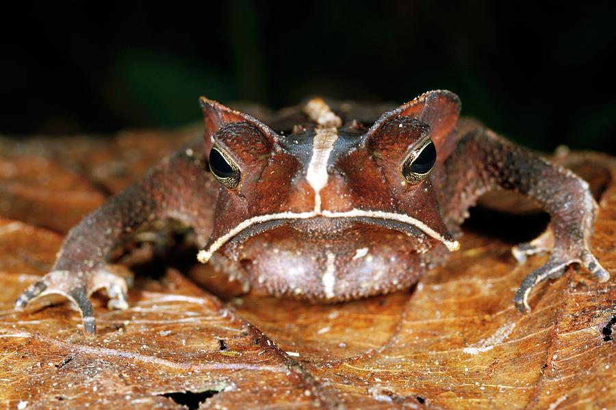 South American Common Toad #2 Photograph by Dr Morley Read/science Photo Library