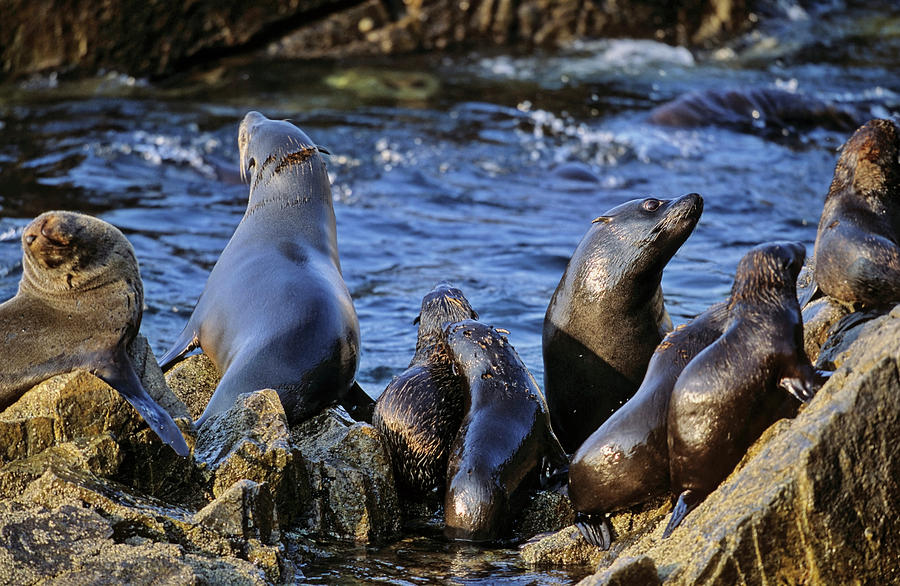 South American Fur Seal (arctocephalus Photograph by Martin Zwick